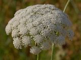 Daucus carota. Соцветие. Южный берег Крыма, лес возле Понизовки. 3 июля 2011 г.