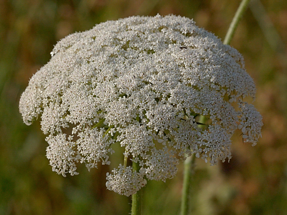 Изображение особи Daucus carota.