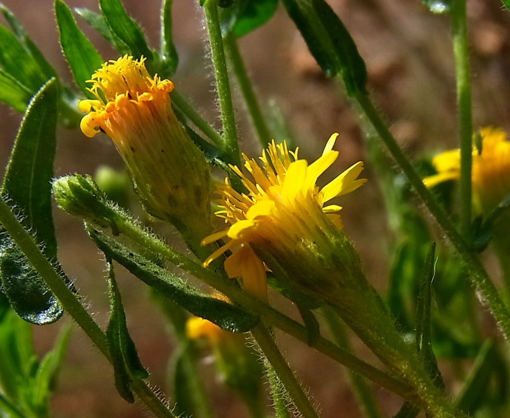 Image of Dittrichia graveolens specimen.