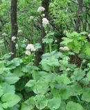 Valeriana alliariifolia. Цветущее растение. Окр. г. Кисловодск, зап. склон горы Малое Седло, дубняк. Начало июня 2009 г.