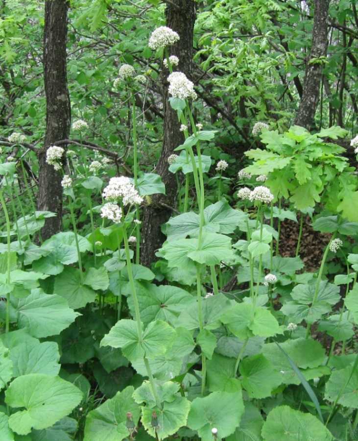 Image of Valeriana alliariifolia specimen.