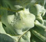 Crambe maritima