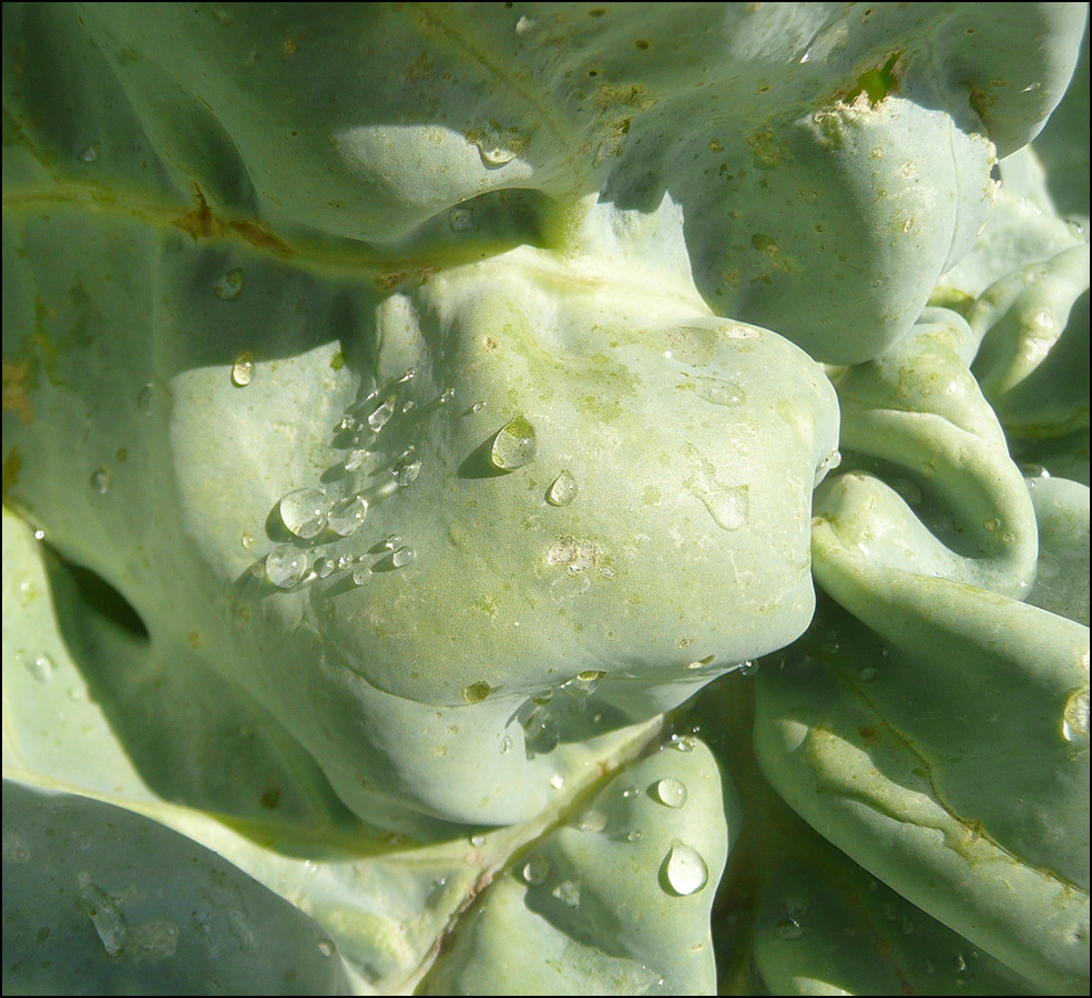 Изображение особи Crambe maritima.