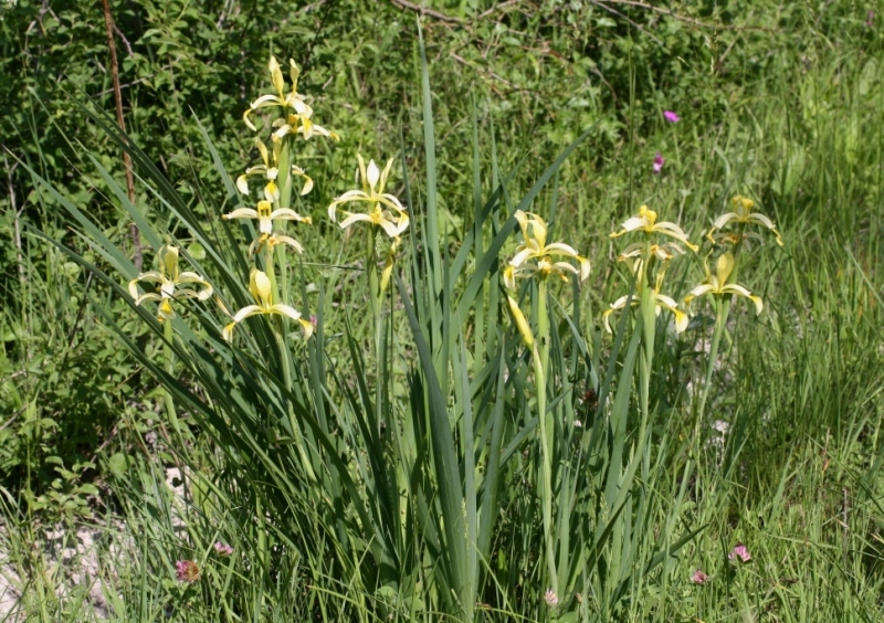 Изображение особи Iris halophila.