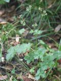 Sanicula europaea. Растение с плодами. Краснодарский край, Хоста, лес. 6.09.2008.