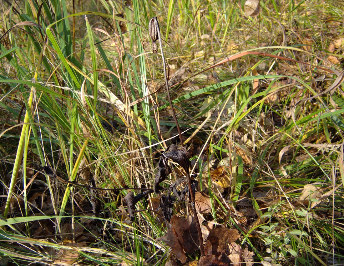 Image of Cypripedium guttatum specimen.