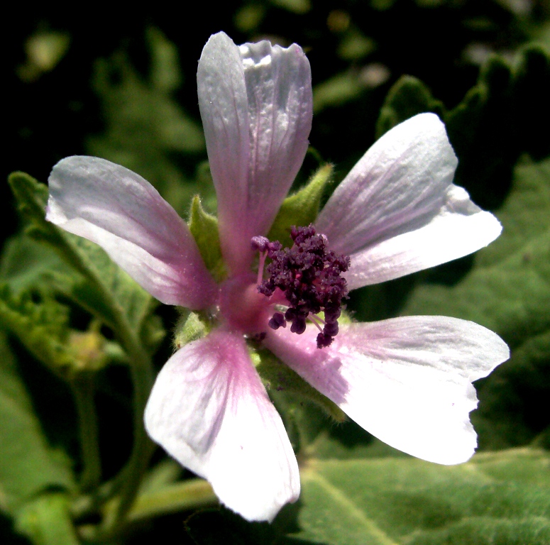 Изображение особи Althaea armeniaca.