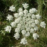 Daucus carota