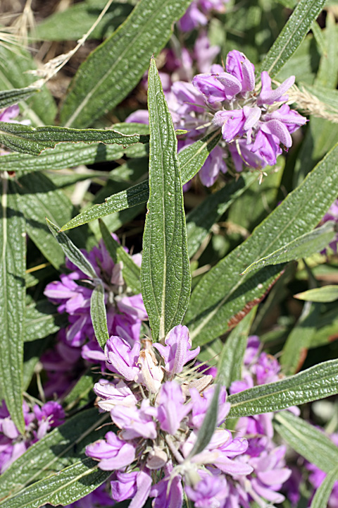 Изображение особи Phlomis regelii.