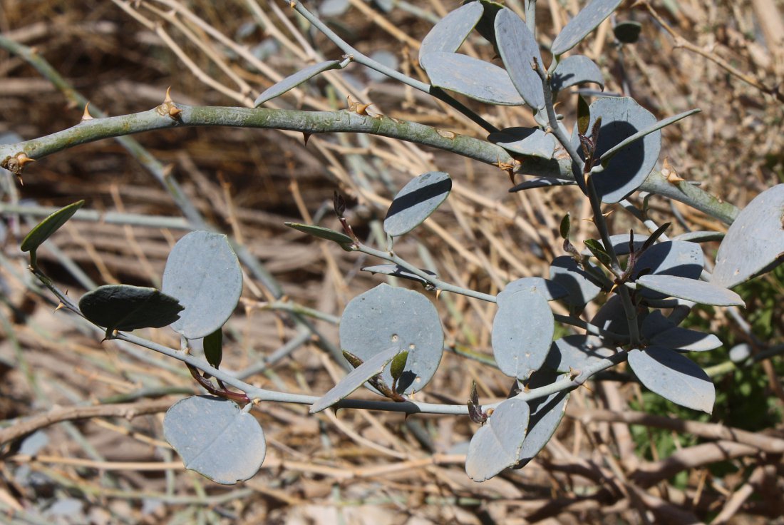 Изображение особи Capparis aegyptia.