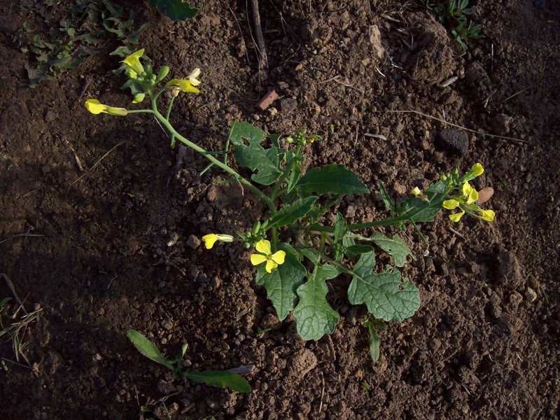 Изображение особи Raphanus raphanistrum.