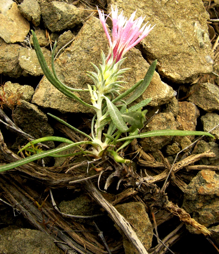 Image of Jurinea antonowii specimen.