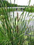 Typha angustifolia