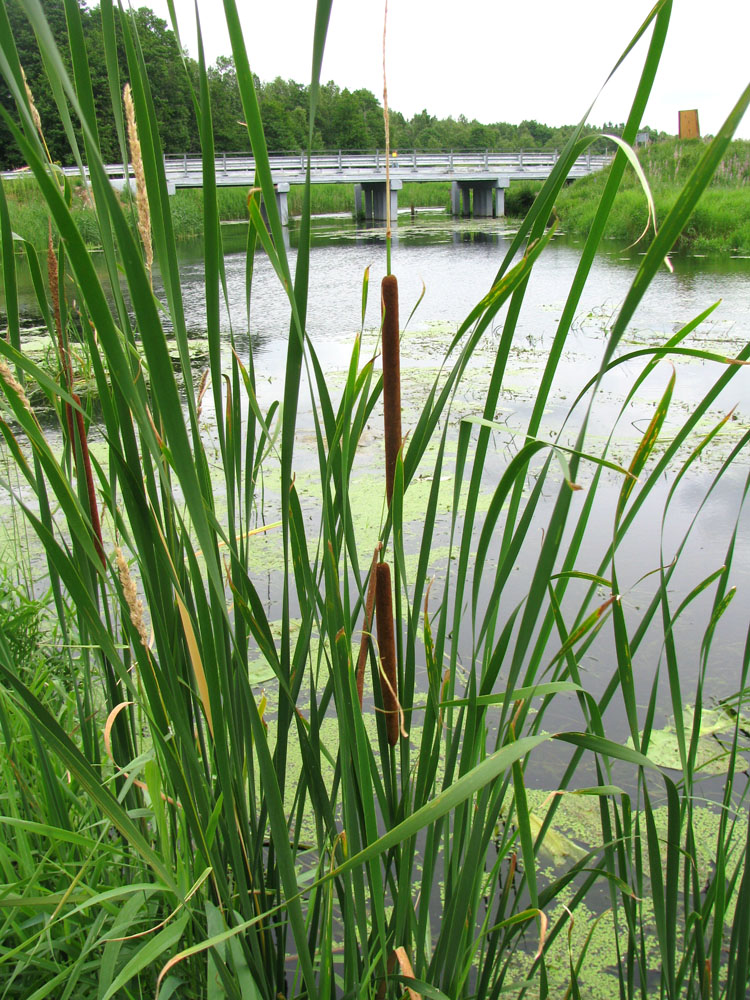 Изображение особи Typha angustifolia.