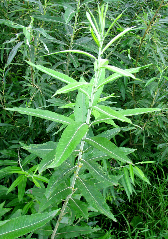 Изображение особи Salix gmelinii.