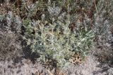 Eryngium campestre