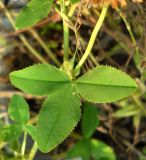 Trifolium hybridum