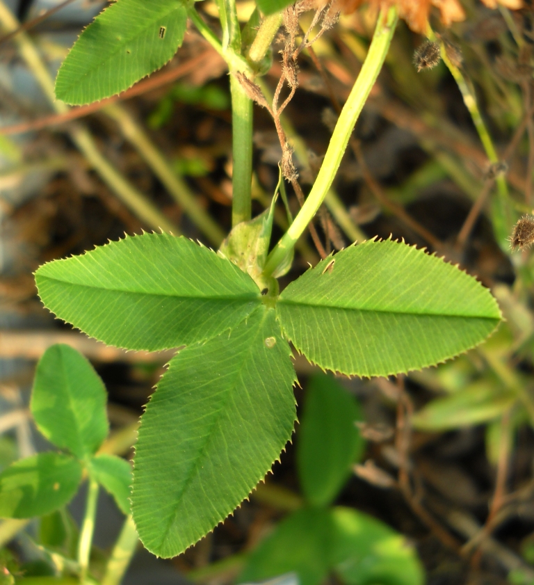 Image of Trifolium hybridum specimen.