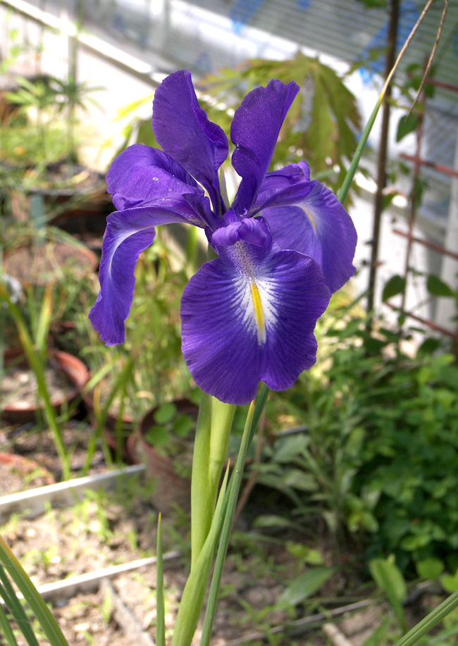 Изображение особи Iris latifolia.