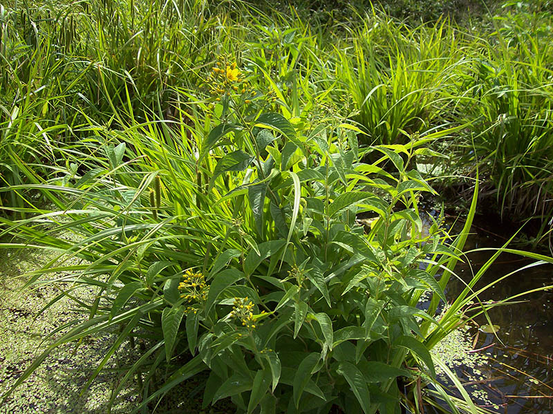 Изображение особи Lysimachia vulgaris.