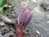 Paeonia daurica. Молодой побег. Южный Берег Крыма, гора Аю-Даг. 24 марта 2012 г.
