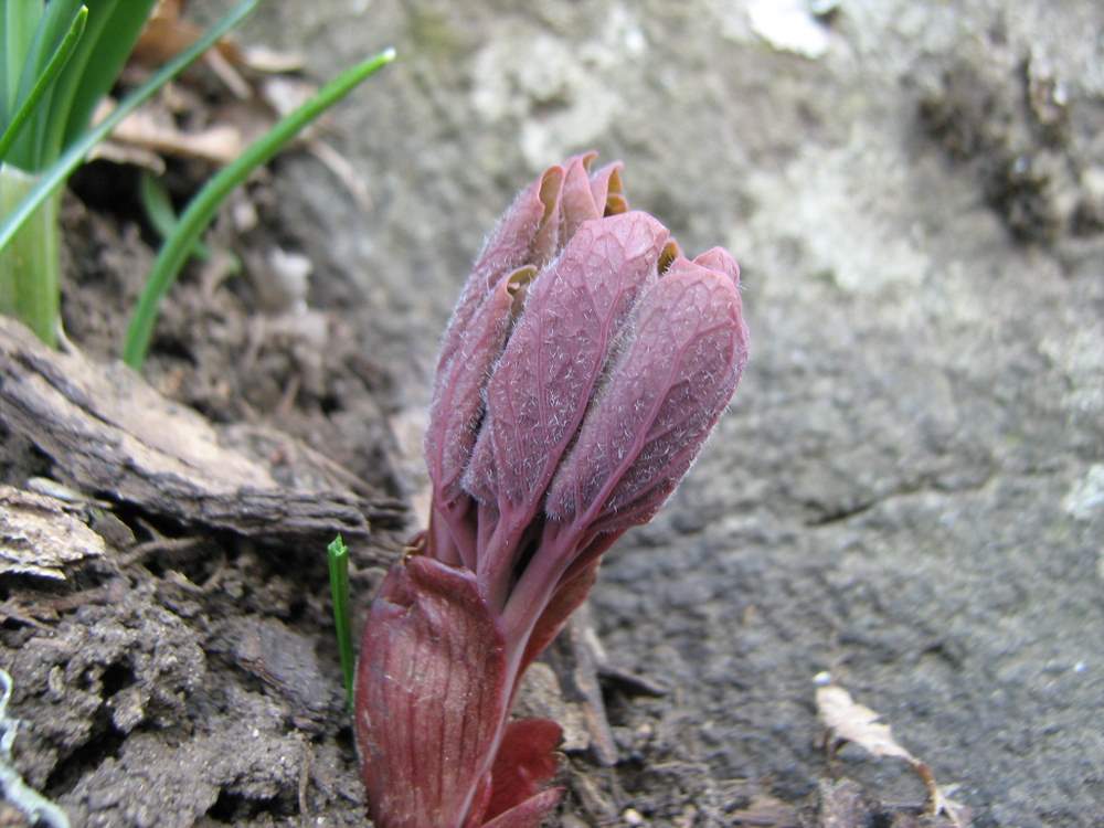 Image of Paeonia daurica specimen.