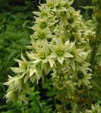Veratrum oxysepalum
