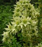 Veratrum oxysepalum. Часть соцветия. Хабаровский край, Ванинский р-н, подгольцовый пояс горы Бестак. 06.07.2008.