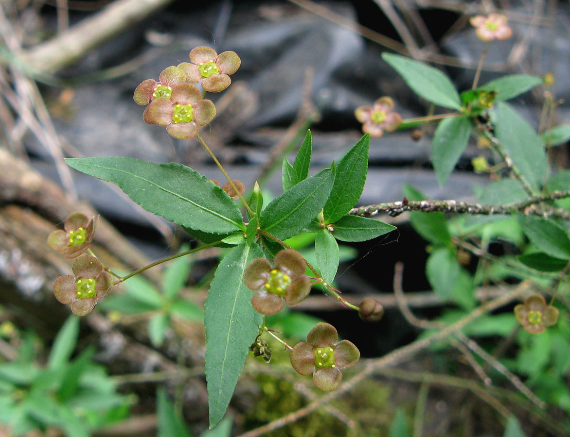 Изображение особи Euonymus verrucosus.