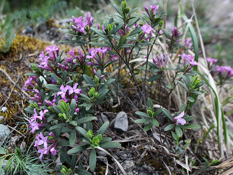 Image of Daphne woronowii specimen.