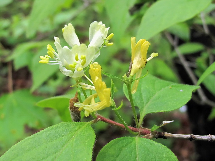 Image of Lonicera ruprechtiana specimen.