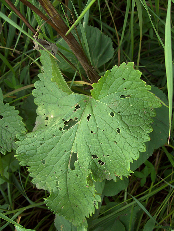 Image of Phlomoides tuberosa specimen.