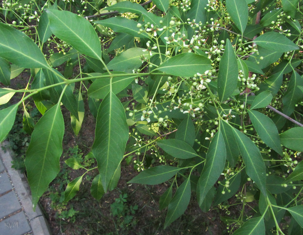 Изображение особи Euonymus europaeus.