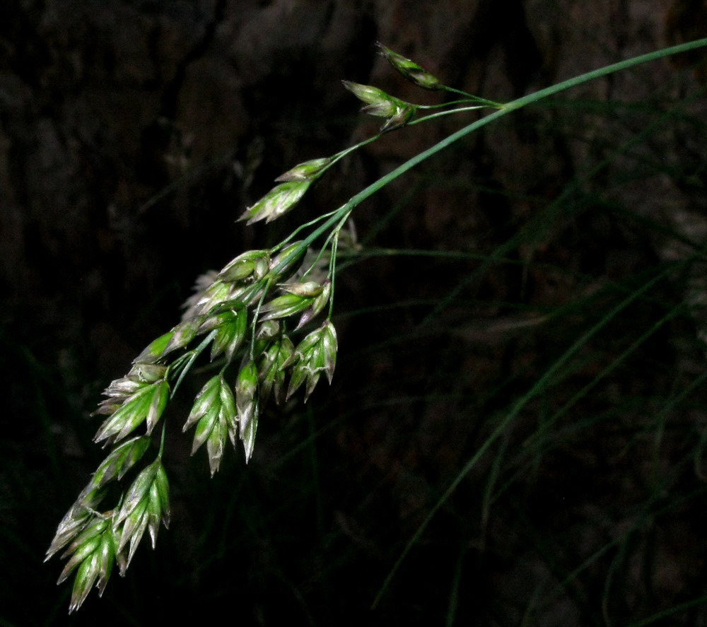 Изображение особи Festuca sibirica.