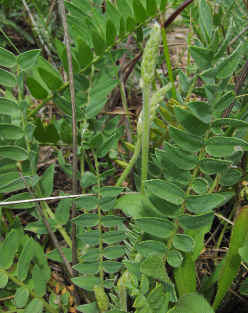 Изображение особи Oxytropis hippolyti.