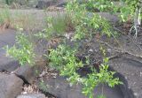Salix phylicifolia. Ветви плодоносящего растения. Карелия, Ладожское озеро, остров Валаам. 20.06.2012.