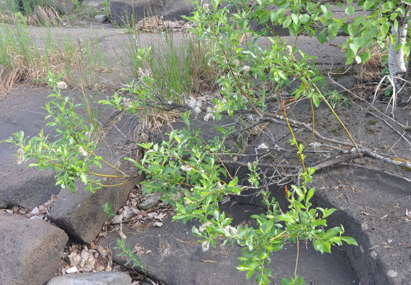 Image of Salix phylicifolia specimen.