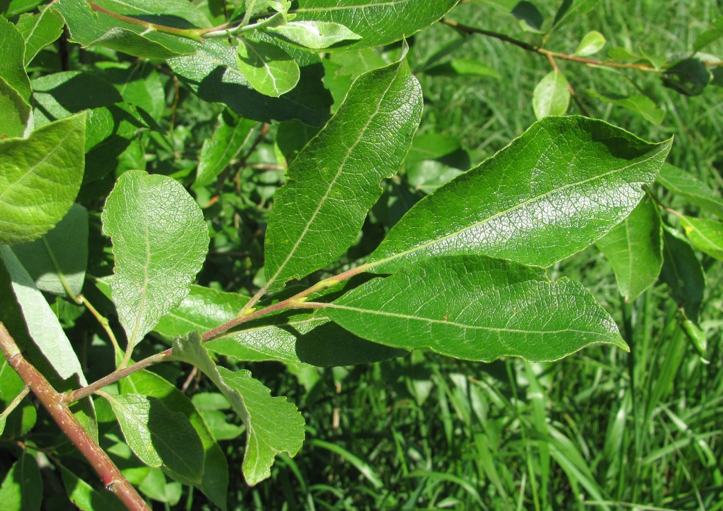 Изображение особи Salix caprea.