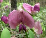 Lathyrus sylvestris