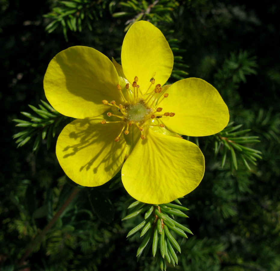 Image of Dasiphora fruticosa specimen.