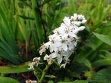 Lysimachia clethroides