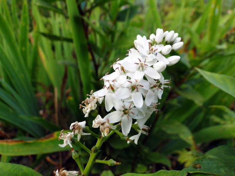 Image of Lysimachia clethroides specimen.