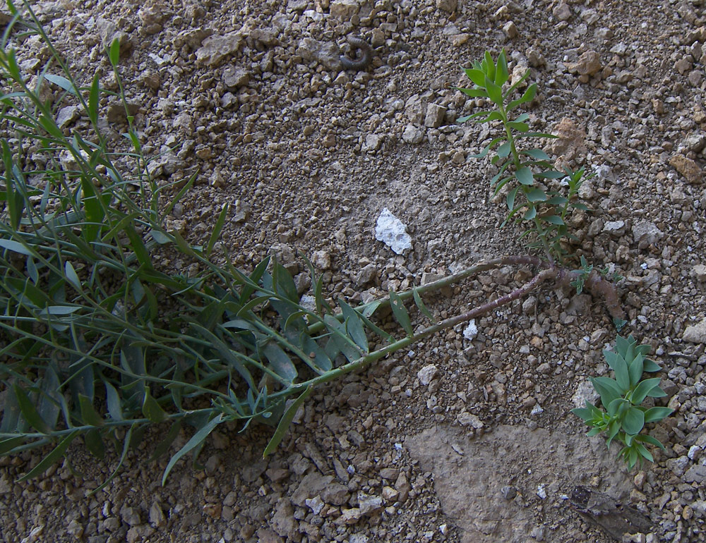 Image of Linaria adzharica specimen.