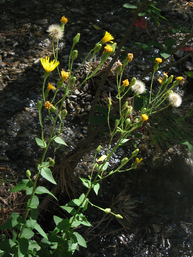 Изображение особи Hieracium scabiosum.