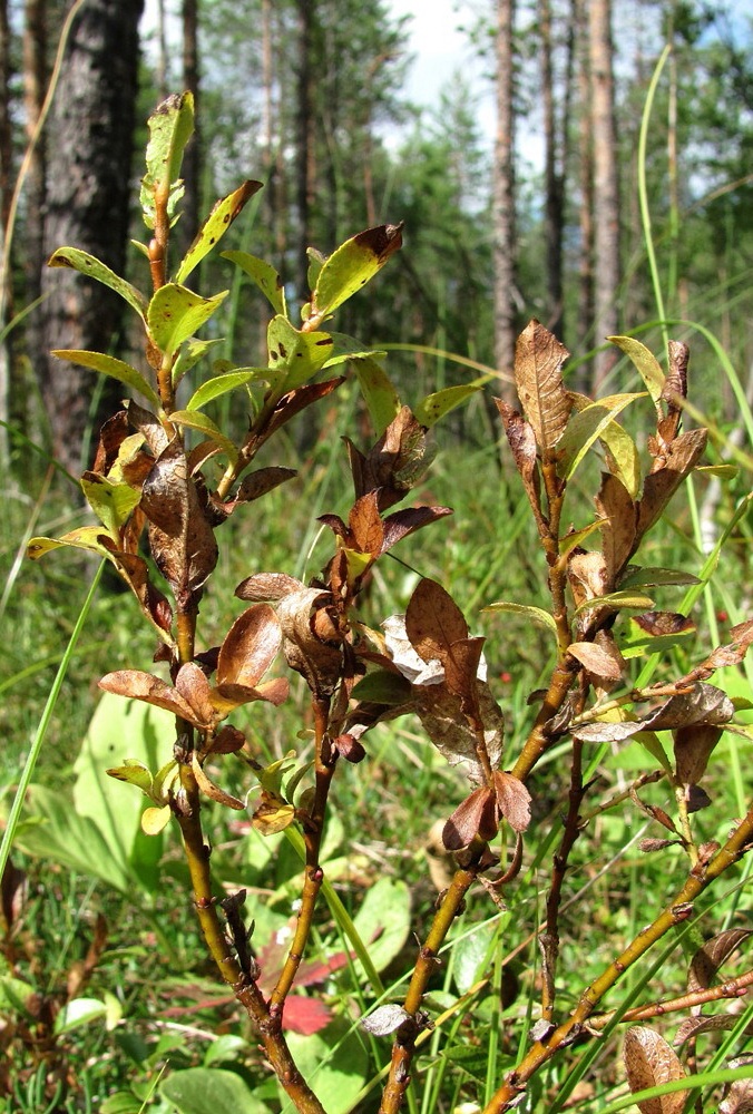 Image of Salix myrsinites specimen.