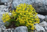 Saxifraga aizoides