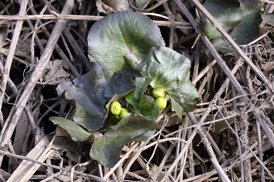 Image of Caltha palustris specimen.