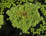 Salvinia natans