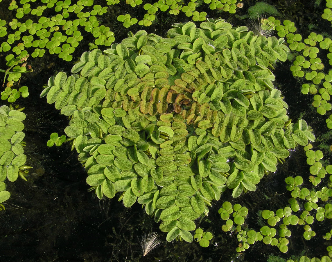 Image of Salvinia natans specimen.