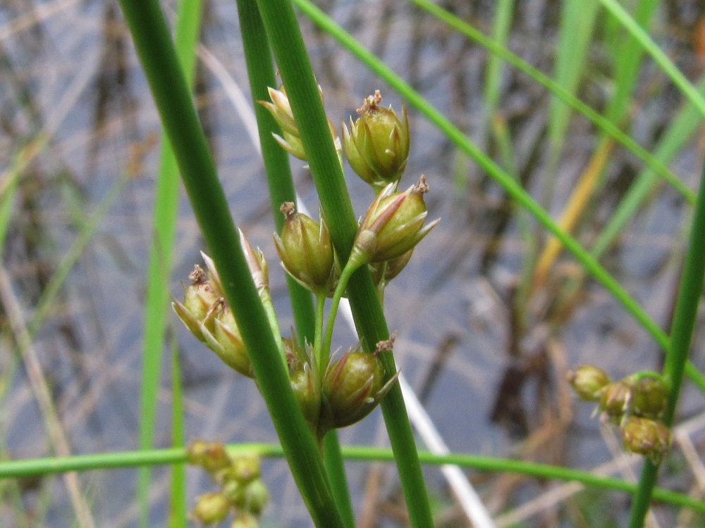 Изображение особи Juncus filiformis.